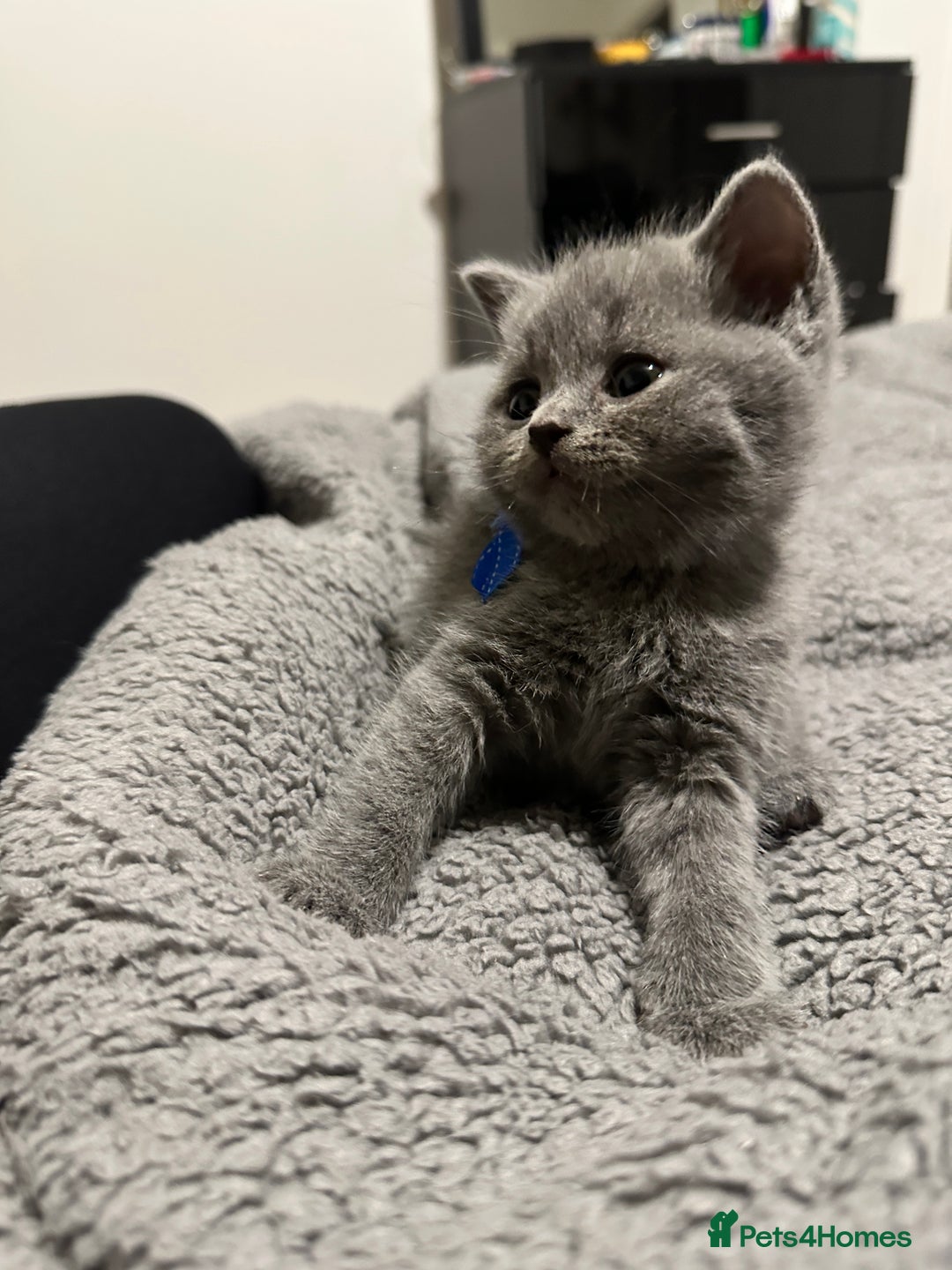 British Shorthair cats for sale: British Shorthair/Scottish Fold Kittens for sale - Image 13