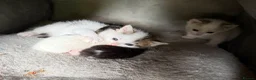 Mixed Breed cats for sale: Farm kittens in Keith - Advert 2
