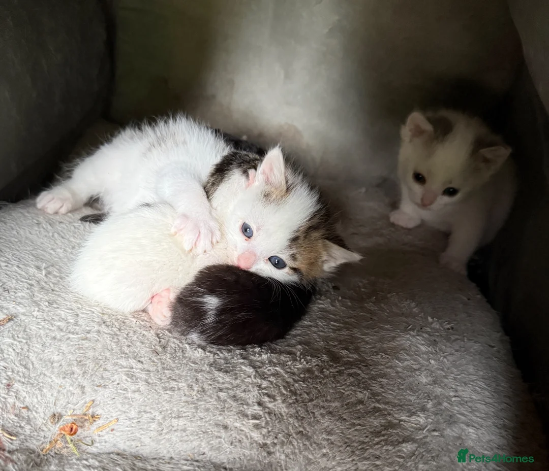Mixed Breed cats for sale: Farm kittens in Keith - Advert 2