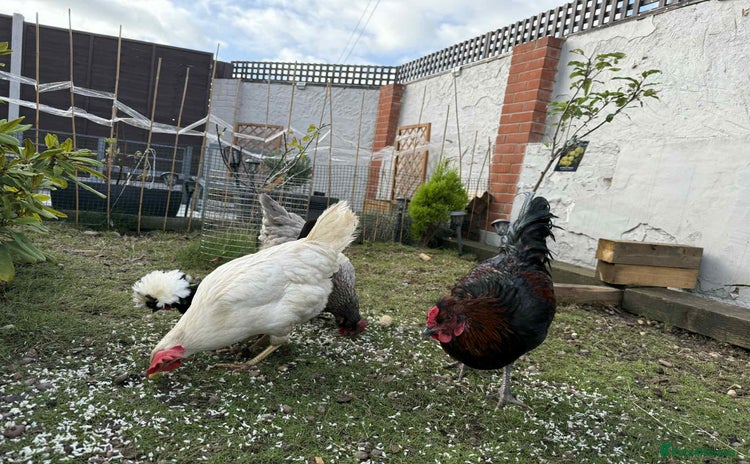 Chickens poultry - Advert 11