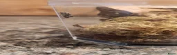 Spiders invertebrates for sale: Bahamas jumping spider  in Brigg - Advert 3
