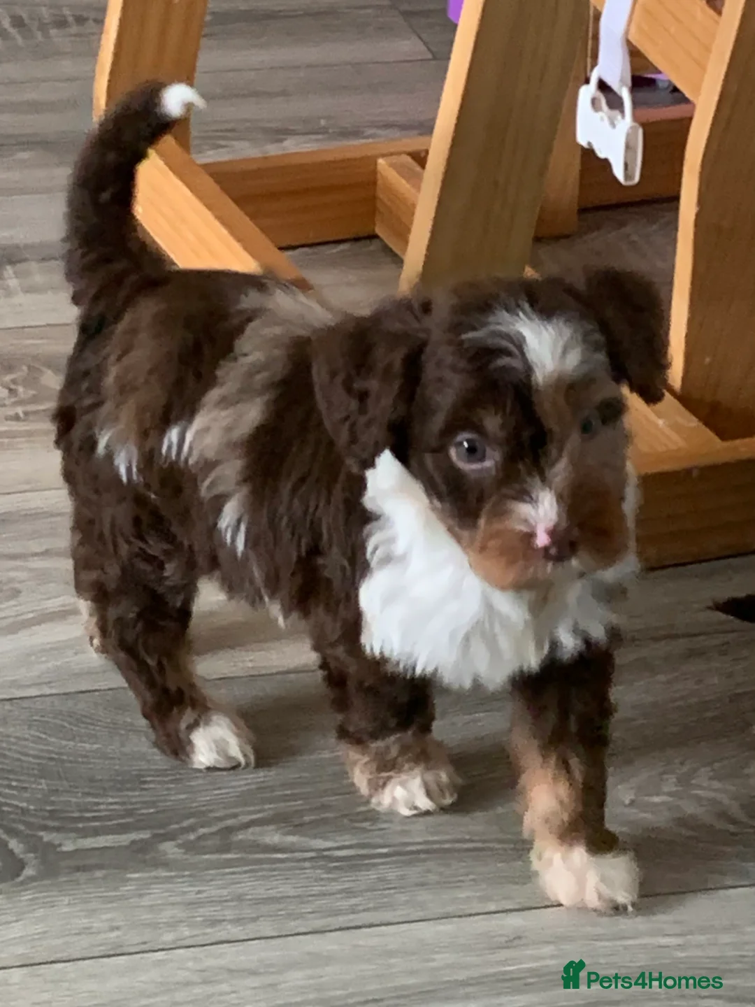 Cockapoo dogs for sale: Healthy toy poodle companions  - Advert 3