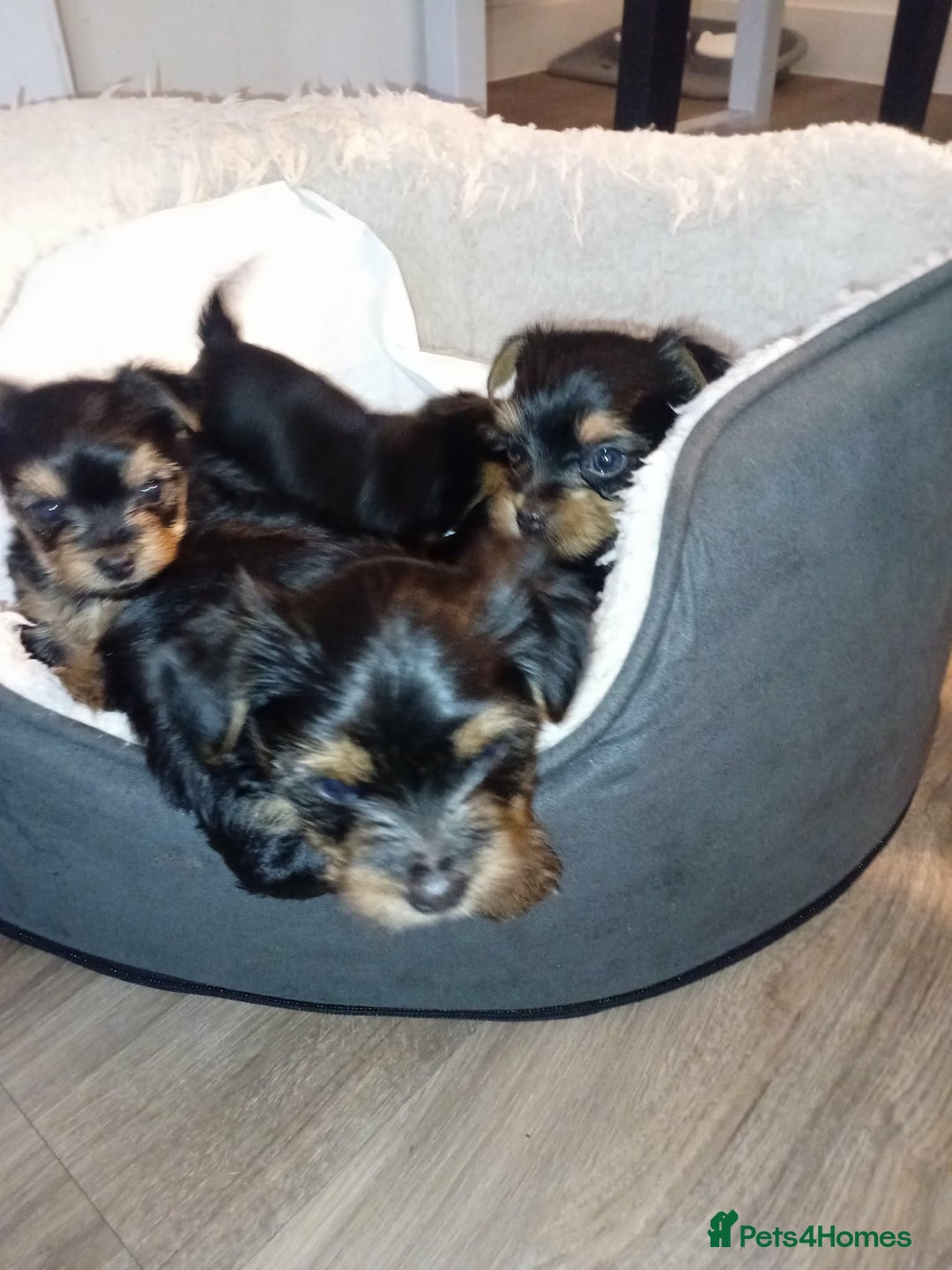 Yorkshire Terrier dogs for sale: Lovely yorkshire terrier puppies  - Advert 2