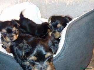Yorkshire Terrier dogs Lovely Yorkshire Terrier puppies ready to go - Advert 8