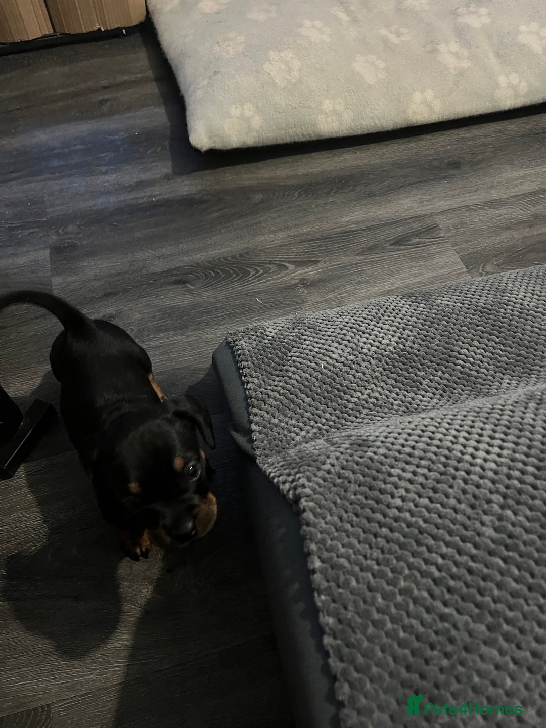 Mixed Breed dogs for sale: Miniature dachshund X French bulldog  - Image 22