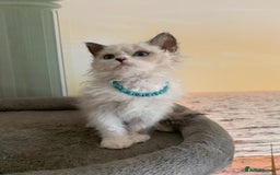 Selkirk Rex cats for sale: Selkirk Rex kittens  - Image 20