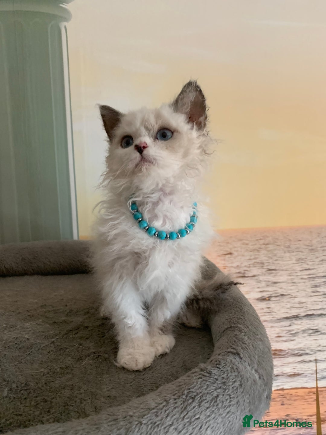 Selkirk Rex cats for sale: Selkirk Rex kittens  - Image 20