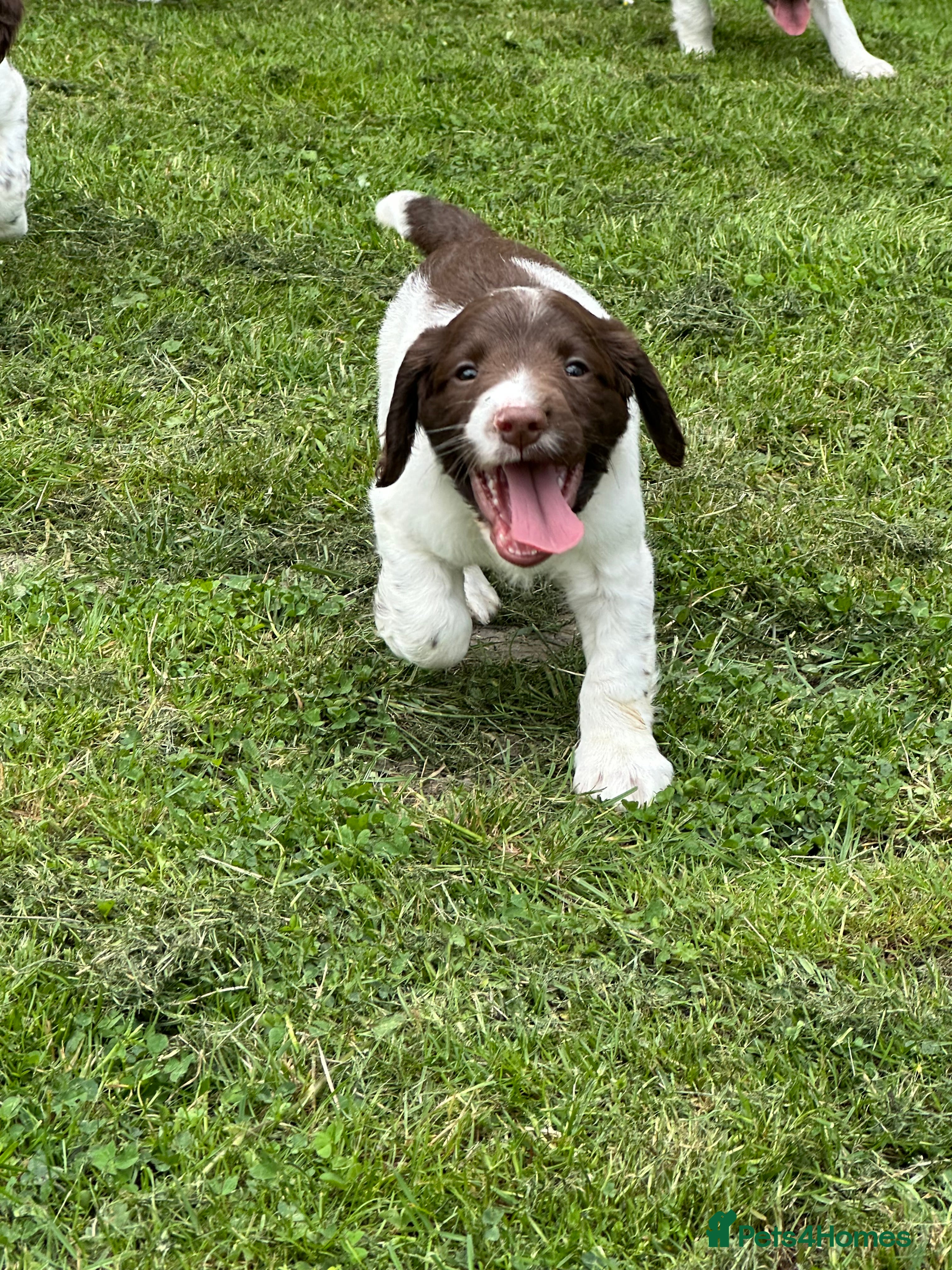 English Springer Spaniel dogs Beautiful Springer Spaniel Puppies - Advert 2