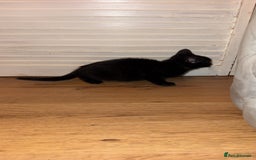 Mixed Breed cats for sale: 2 female beautiful kittens   - Image 1