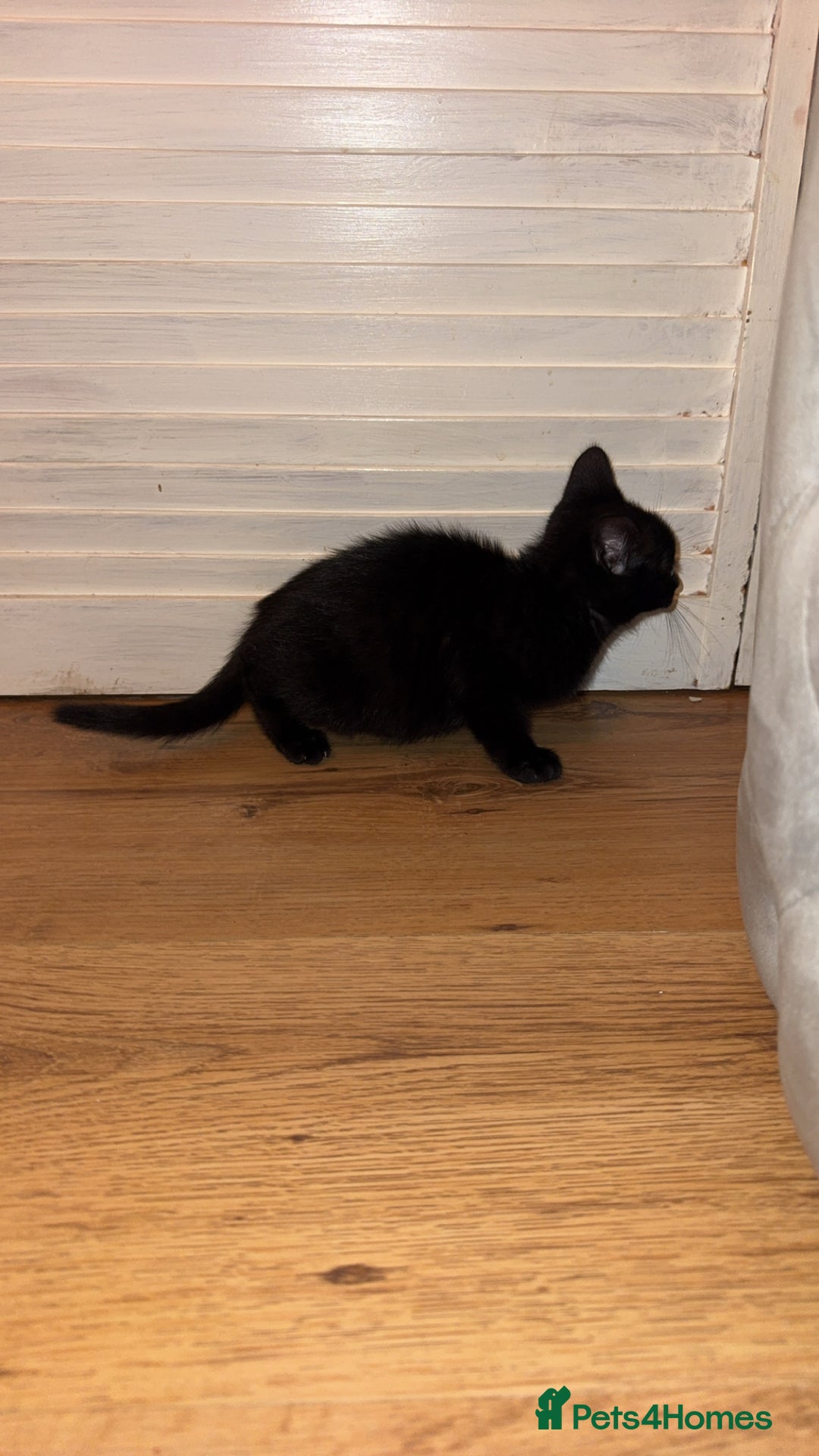 Mixed Breed cats for sale: 2 female beautiful kittens   - Image 1