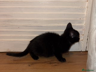 Mixed Breed cats - Advert 3