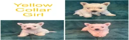 West Highland Terrier dogs for sale: 7 Wonderful Westie Pups - Advert 4