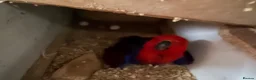 Parrots birds for sale: Beautiful female Eclectus parrot for sale - Advert 5