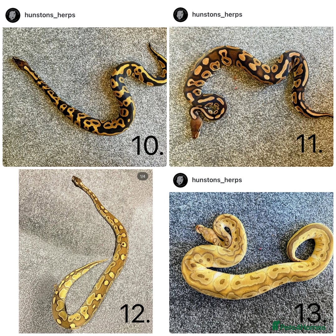 Python Snake reptiles for sale: Ball python collection - Advert 2