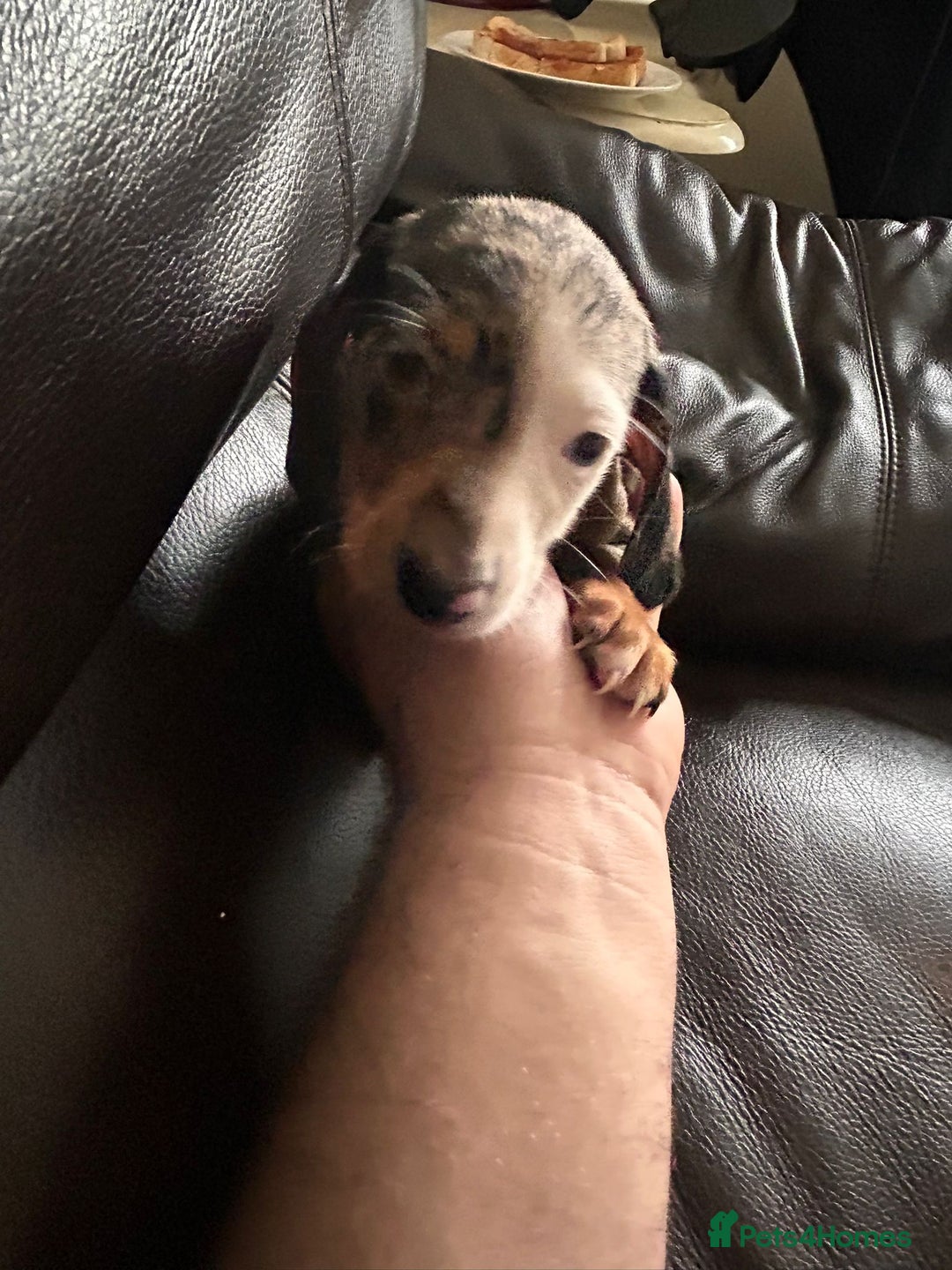 Miniature Dachshund dogs for sale: Dachshund puppies boys and girls ready now - Image 21