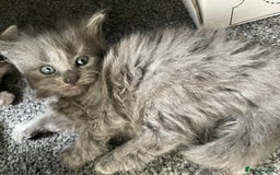 Mixed Breed cats for sale: Mixed grey kittens  - Image 15