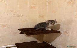 Ragdoll cats for sale: Ragdoll x Kittens - Image 10