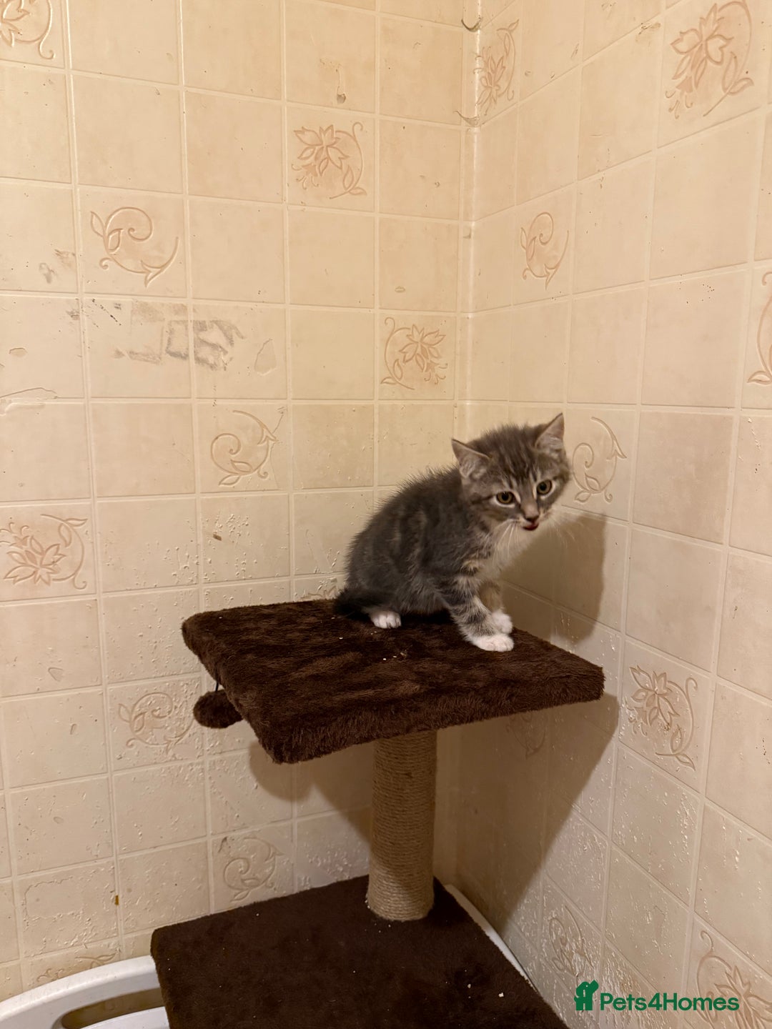 Ragdoll cats for sale: Ragdoll x Kittens - Image 10