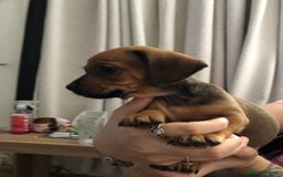 Mixed Breed dogs for sale: DACHSHUND PUPS READY TO GO  - Image 7