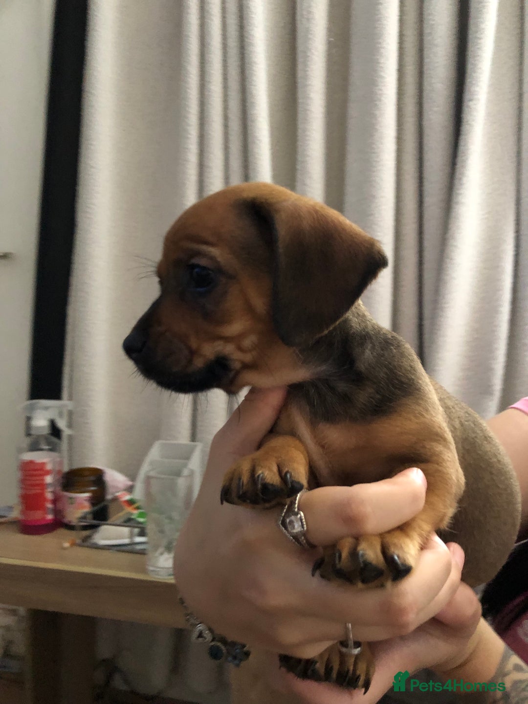 Mixed Breed dogs for sale: DACHSHUND PUPS READY TO GO  - Image 7