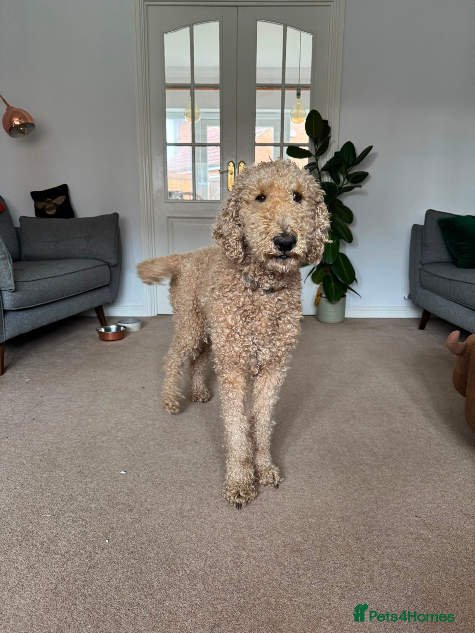 Goldendoodle dogs for sale: Stunning Goldendoodle Puppies in Herne Bay - Advert 37