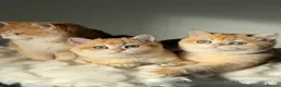 British Shorthair cats for sale: "Teddy Bear 🧸 " British Shorthair Golden kittens - Advert 29