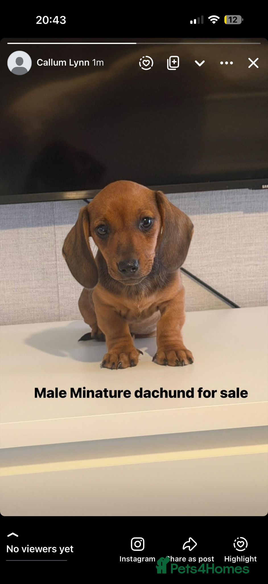 Miniature Dachshund dogs Stunning fawn miniature dashound⭐️🐶 - Advert 1