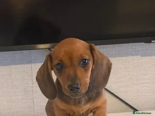 Miniature Dachshund dogs Stunning fawn miniature dachshund🐶 - Advert 2