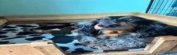 Dachshund dogs for sale: 7 Beautiful Dachshund Puppies - Advert 21