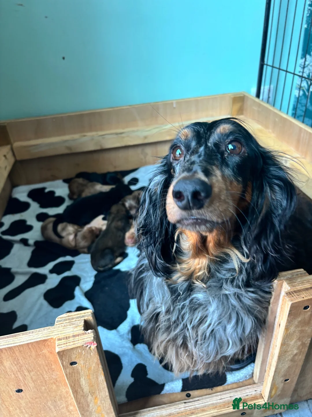Dachshund dogs for sale: 7 Beautiful Dachshund Puppies - Advert 21