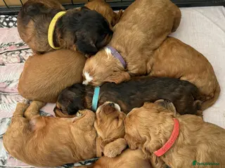 Cockapoo dogs 🐾 Adorable Cockerpoo Puppies for Sale, F1 - Advert 8