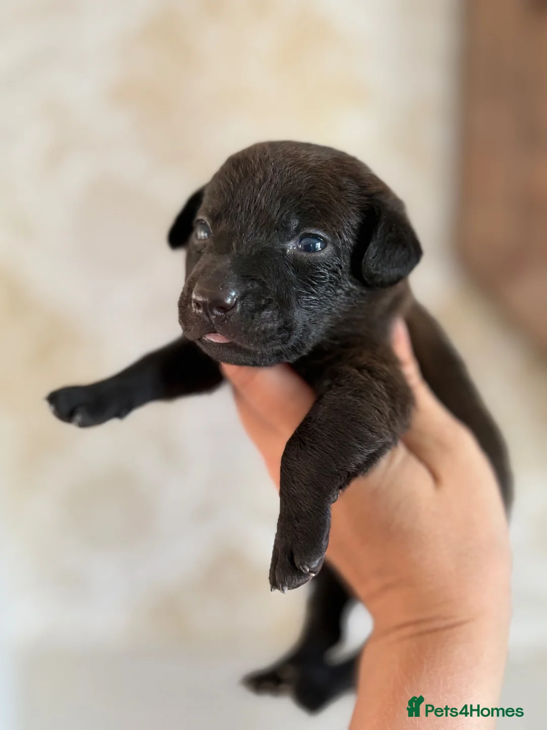 Patterjack dogs for sale: Patterjacks  - Advert 2