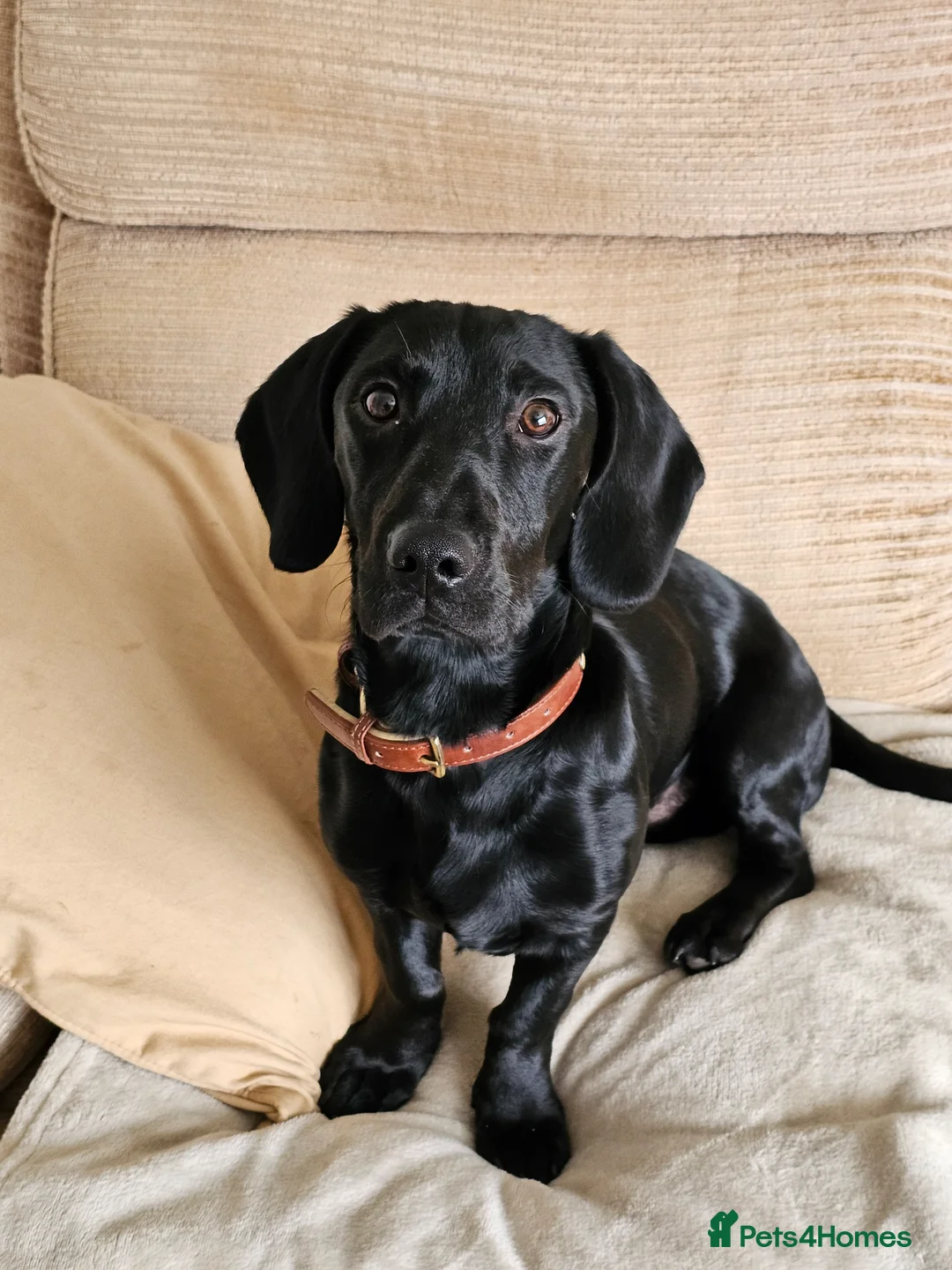 Mixed Breed dogs for sale: Springer X Dachshund male in Lincoln - Advert 1