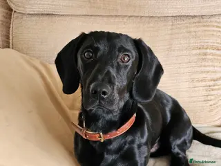 Mixed Breed dogs Springer X Dachshund male - Advert 1