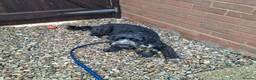 Cockapoo dogs for adoption: Buddy - Fakenham Norfolk  in Fakenham - Advert 12