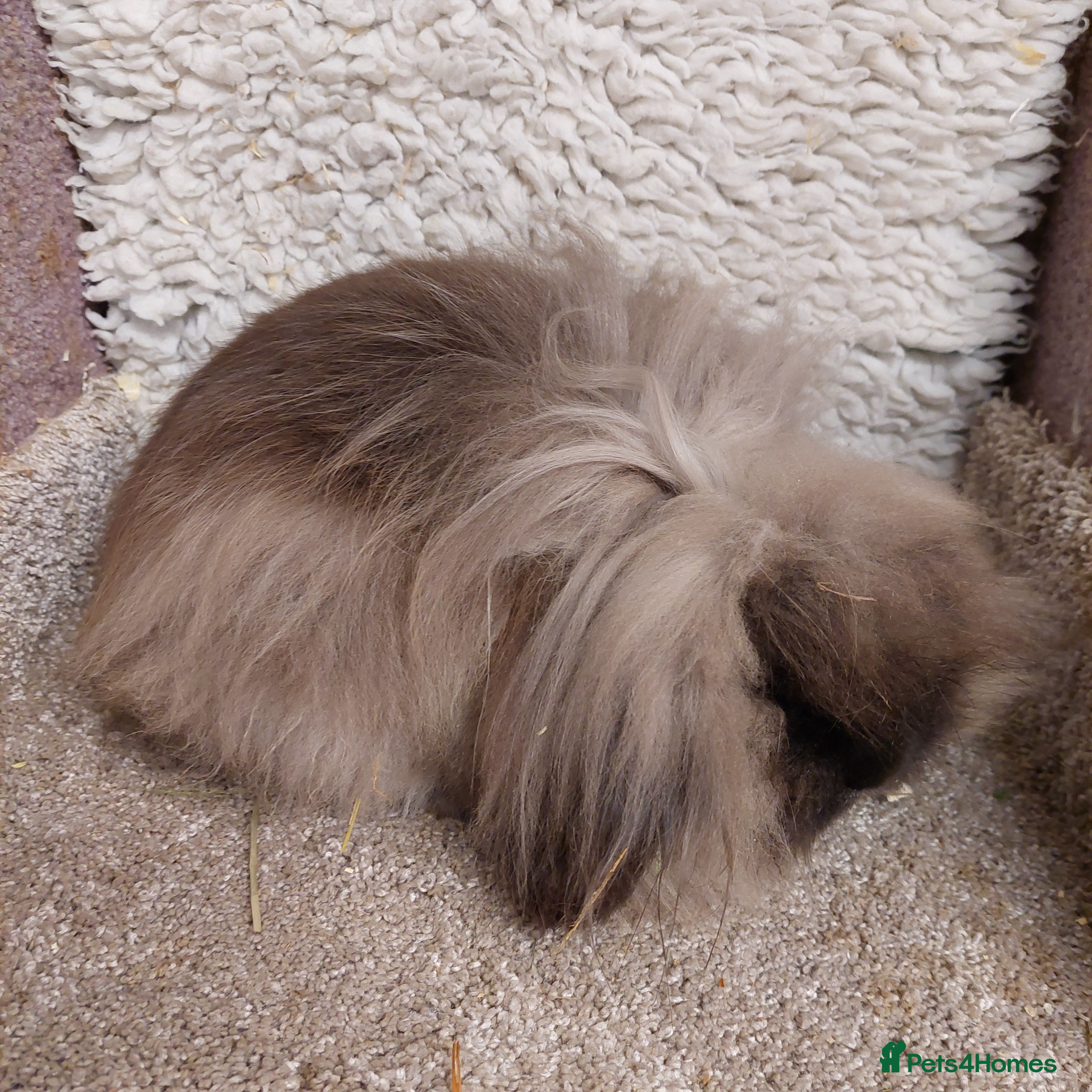 Mini Lop rabbits  7 mth old Dm mini loinlop sable buck - Advert 18