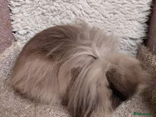 Mini Lop rabbits 7 mth old Dm mini loinlop sable buck - Advert 18