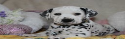 Dalmatian dogs for sale: Top quality Dalmatian puppies - Advert 5