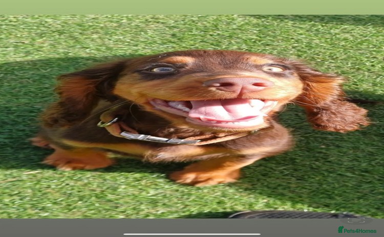 Cocker Spaniel dogs - Advert 13