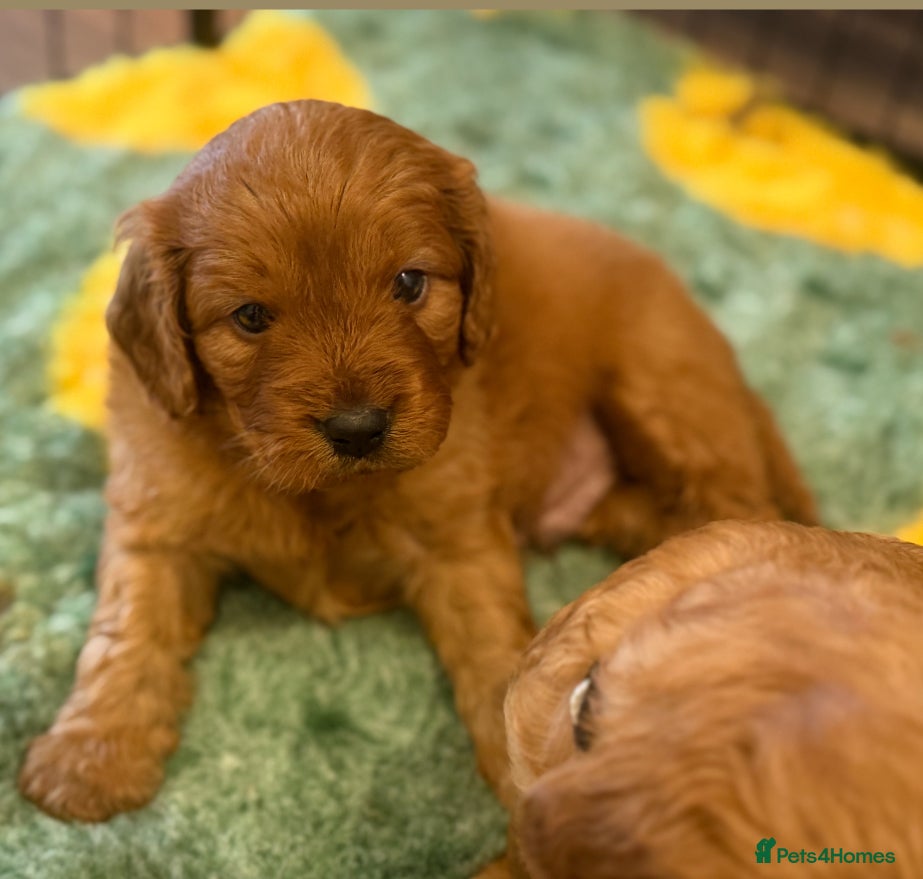 Cavapoo dogs Extensively health tested cavapoos - Advert 14