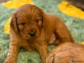 Cavapoo dogs Extensively health tested cavapoos - Advert 14