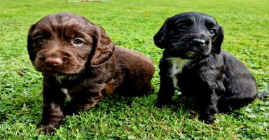 Cocker Spaniel dogs - Advert 9