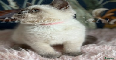 British Shorthair cats - Advert 13