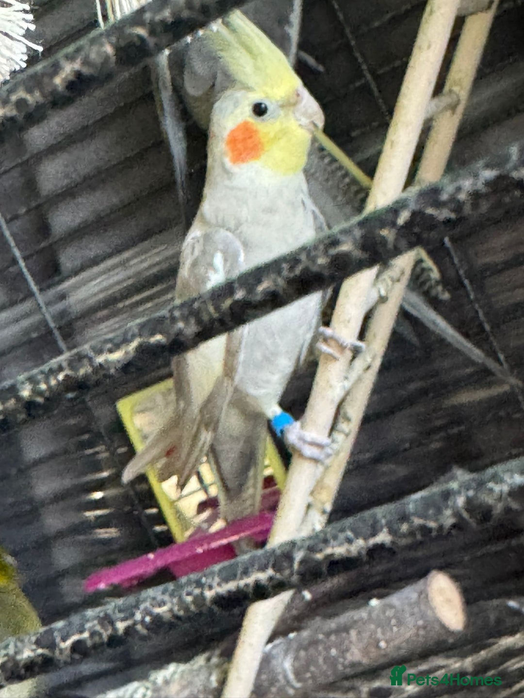 Cockatiels birds for sale: 2 male birds  - Advert 1