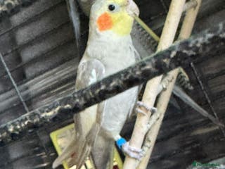 Cockatiels birds 2 male birds - Advert 2