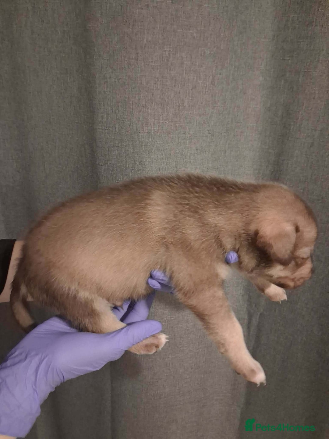 Mixed Breed dogs for sale: Agouti Husky Cross puppies  - Advert 11