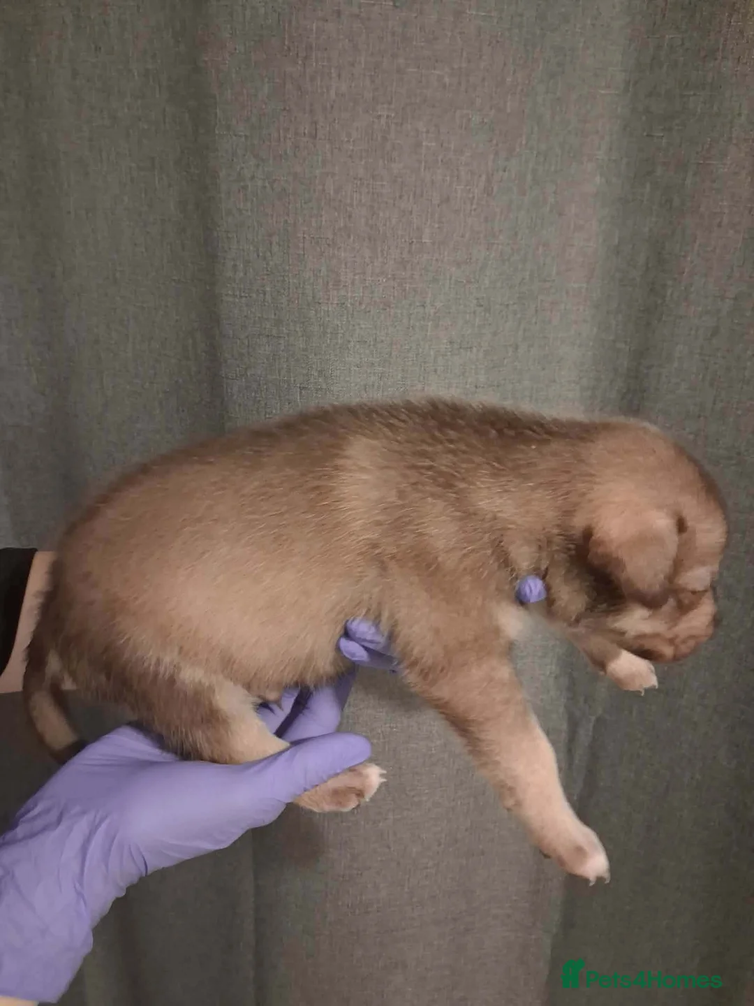 Mixed Breed dogs for sale: Agouti Husky Cross puppies  - Advert 11