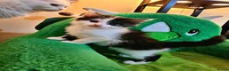 Maine Coon cats for sale: Maine Coon  - Advert 28