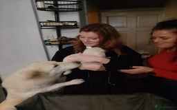 Mixed Breed dogs for sale: Northern Inuit x German shepherd puppies for sale  - Image 13
