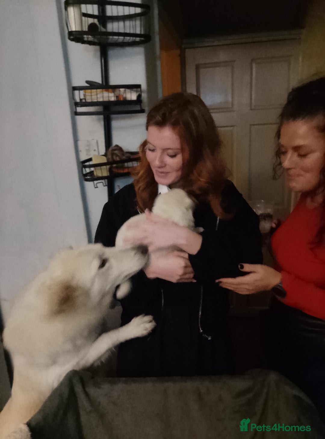 Mixed Breed dogs for sale: Northern Inuit x German shepherd puppies for sale  - Image 13